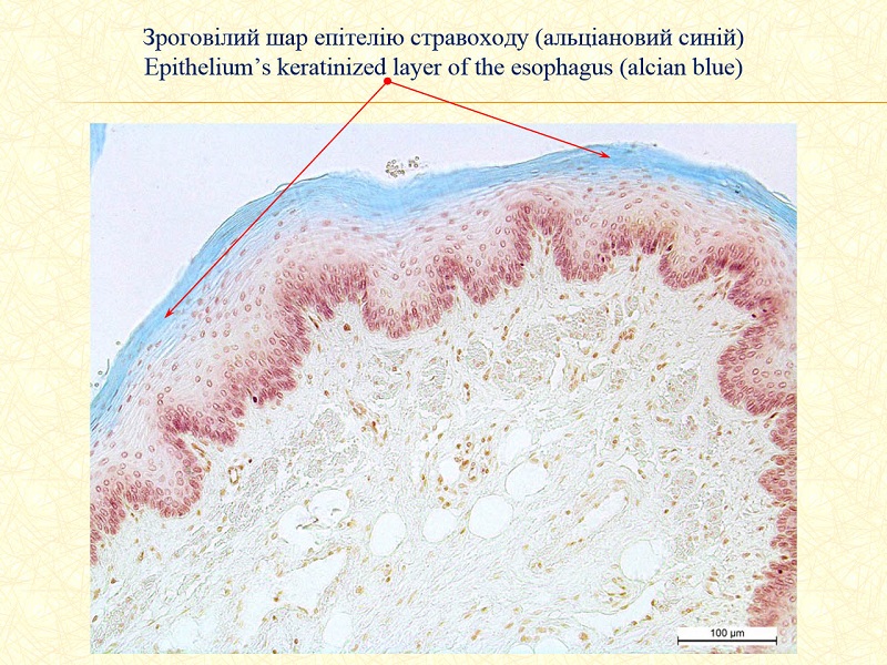 02 Morphometric characteristics