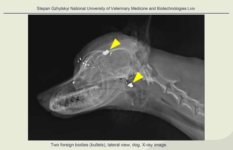 04 Forensic veterinary exhumation